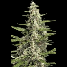 PS0417 - PARADISE SEEDS - PANDORA AUTO FEM | 5 SEEDS