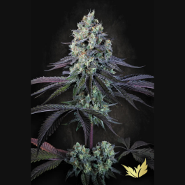 PS0351 - PARADISE SEEDS - PURPLE MINTS FEM | 3 SEMI
