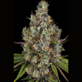 PS1041 - PARADISE SEEDS - RAINBOW ROAD FEM | 10 SEMI