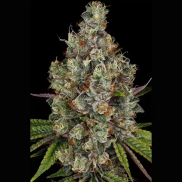 PS0441 - PARADISE SEEDS - RAINBOW ROAD FEM | 5 GRAINES
