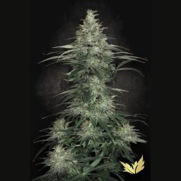 PS0402 - PARADISE SEEDS - SENSI STAR FEM | 5 SEMI