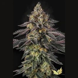 PS0549 - PARADISE SEEDS - SUNSET PARADISE FEM | 5 SEEDS