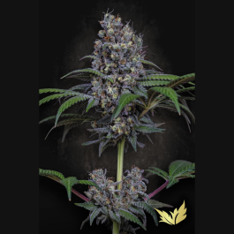 PS0550 - PARADISE SEEDS - SWEETOPIA FEM | 5 SEMI