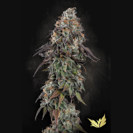 PS0546 - PARADISE SEEDS - WHITE NOISE FEM | 5 SEMI