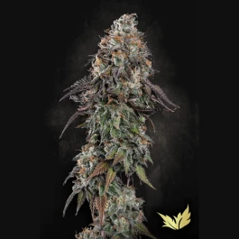 PS0546 - PARADISE SEEDS - WHITE NOISE FEM | 5 GRAINES