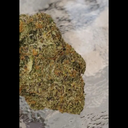 HS037R010 - HUMBOLDT SEED ORGANIZATION - 31 GHOSTS REG | 10 SEMI