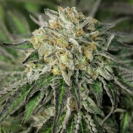 HS034F010 - HUMBOLDT SEED ORGANIZATION - AMHEREST SOUR DIESEL FEM | 10 SEMI