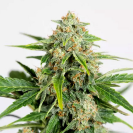 HS029AF0005 - HUMBOLDT SEED ORGANIZATION - AMNESIA CBD PURE AUTO FEM | 5 SEMI