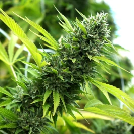 HS001F0010 - HUMBOLDT SEED ORGANISATION - BANANA SAPPHIRE FEM | 10 SEEDS