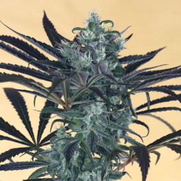 HS019F0005 - HUMBOLDT SEED ORGANIZATION - BLUEBERRY HEADBAND FEM | 5 SEMI