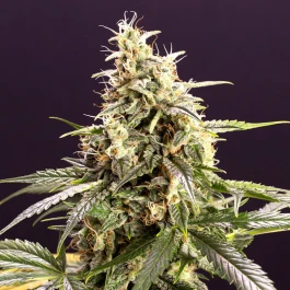 HS011AF0003 - HUMBOLDT SEED ORGANIZATION - CHEM BOMB AUTO FEM | 3 SEMILLAS