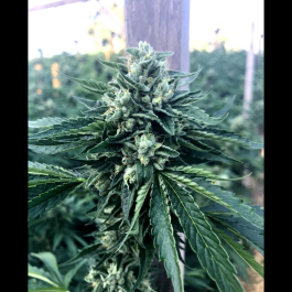 HS002F0005 - HUMBOLDT SEED ORGANIZATION - CINNAMON BUDDHA OG FEM | 5 SEMI