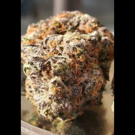 HS036R010 - HUMBOLDT SEED ORGANIZATION - GHOSTSCOTTI REG | 10 SEMI