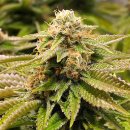 HS028F0010 - HUMBOLDT SEED ORGANIZATION - GORILLA BREATH FEM | 10 SEMI