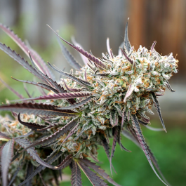 HS007FF0010 - HUMBOLDT SEED ORGANIZATION - ICE CREAM CAKE FAST FLOWERING FEM | 10 SEMI