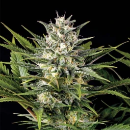 HS023F010 - HUMBOLDT SEED ORGANISATION - PINEAPPLE SKUNK FEM | 10 GRAINES