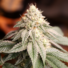 HS032F003 - HUMBOLDT SEED ORGANIZATION - SUNSET BRIDE FEM | 3 SEMI