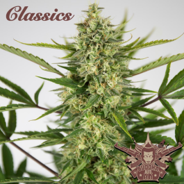 BSBAAKF10 - BUDDHA SEEDS - BUDDHA AUTO AK CLASSIC FEM | BLISTER 1x10 SEMI