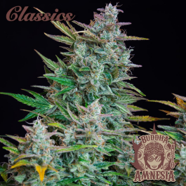 BSBAAF10 - BUDDHA SEEDS - BUDDHA AUTO AMNESIA CLASSIC FEM | BLISTER 1x10 SEMI