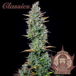 BSBACCF3 - BUDDHA SEEDS - BUDDHA AUTO CRITICAL CLASSIC FEM | 3 SEMI