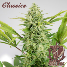 BSBASKF3 - BUDDHA SEEDS - BUDDHA AUTO SKUNK CLASSIC FEM | 3 SEMI