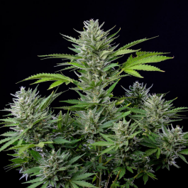 BSBATF10 - BUDDHA SEEDS - BUDDHA AUTO TANGIE FEM | BLISTER 1x10 SEMI