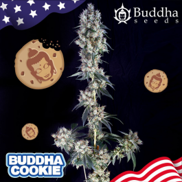 BSBCKF10 - BUDDHA SEEDS - BUDDHA COOKIE FEM | BLISTER 1x10 SEMI
