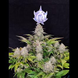 BSBCF50 - BUDDHA SEEDS - BUDDHA CRITICAL CLASSIC FEM | BULK 50 SEMI