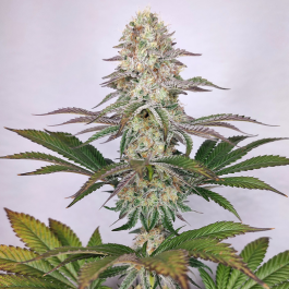 BSBD2F10 - BUDDHA SEEDS - BUDDHA DOSI2 FEM | BLISTER 1x10 SEMI