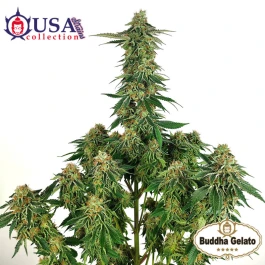 BSBGTF3 - BUDDHA SEEDS - BUDDHA GELATO FEM | 3 SEMI