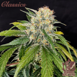 BSBSKF10 - BUDDHA SEEDS - BUDDHA SKUNK CLASSIC FEM | BLISTER 1x10 SEMI