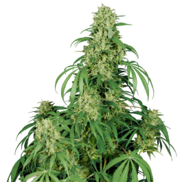 BSBCJF10 - BUDDHA SEEDS - CALAMITY JANE AUTO FEM | BLISTER 1x10 SEMI
