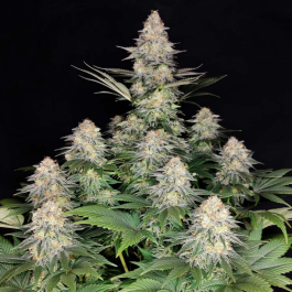 BSBKF10 - BUDDHA SEEDS - KRAKEN FEM | BLISTER 1x10 SEMI
