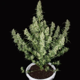 BSMA50F - BUDDHA SEEDS - MAGNUM AUTO FEM | BULK 50 GRAINES