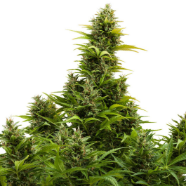 BSBMKAF10 - BUDDHA SEEDS - MEDIKIT AUTO FEM | BLISTER 1x10 SEMI