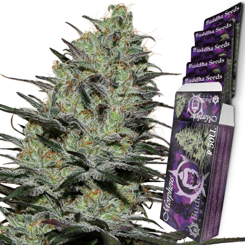 BSBMPH10 - BUDDHA SEEDS - MORPHEUS FEM | BLISTER 1x10 SEMI