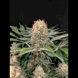 BSBPKH10 - BUDDHA SEEDS - PANAKEIA HIGH TERPENS CBG FEM | BLISTER 1x10 SEMI