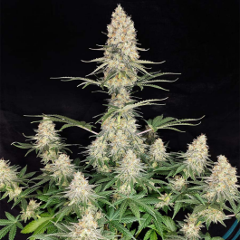 BSBQF5 - BUDDHA SEEDS - QUASAR FEM | BLISTER 1x10 SEMI