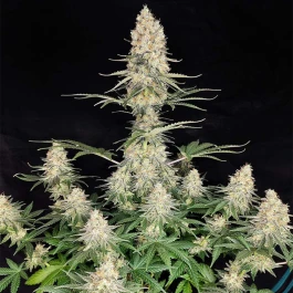 BSBQF5 - BUDDHA SEEDS - QUASAR FEM | BLISTER 1x10 SEMI