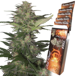BSBRD10 - BUDDHA SEEDS - RED DWARF AUTO FEM | BLISTER 1x10 SEMI