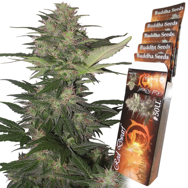 BSBRD10 - BUDDHA SEEDS - RED DWARF AUTO FEM | BLISTER 1x10 SEMI