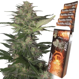BSBRD10 - BUDDHA SEEDS - RED DWARF AUTO FEM | BLISTER 1x10 SEMI