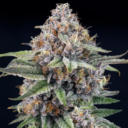 RSEBLZ01F9022 - RIPPER SEEDS - EYEBALLZ FEM | 1 SEME