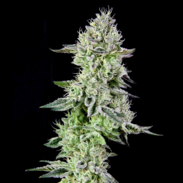 GRTFORI003-003 - GRATEFUL SEEDS - BARBARA'S PIE FEM (ORIGINAL EDITION) | 3 SEMI