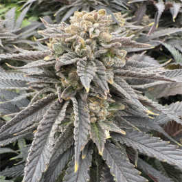 GRTFORI009-003 - GRATEFUL SEEDS - MIDNIGHT ZLAPT FEM (ORIGINAL EDITION) | 3 SEMI