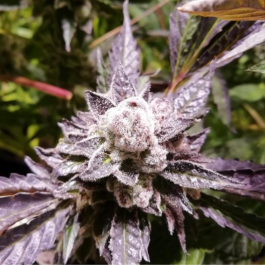 GRTFORI001-005 - GRATEFUL SEEDS - ORANGE GROOVY BX FEM (ORIGINAL EDITION) | 5 SEMI