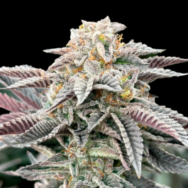 GRTFORI008-003 - GRATEFUL SEEDS - SOUR BURGER FEM (ORIGINAL EDITION) | 3 SEMI