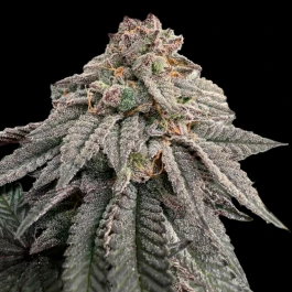 GRTFLIM007-005 - GRATEFUL SEEDS - HASH BELT FEM (LIMITED EDITION) | 5 GRAINES