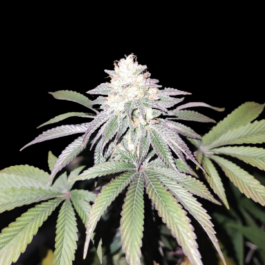 GRTFLIM002-003 - GRATEFUL SEEDS - MIND FUELZ FEM (LIMITED EDITION) | 3 SEMI