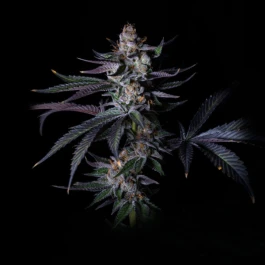 GRTFLIM005-00 - GRATEFUL SEEDS - SATZUMA REVENGE FEM (LIMITED EDITION) | 5 SEMI